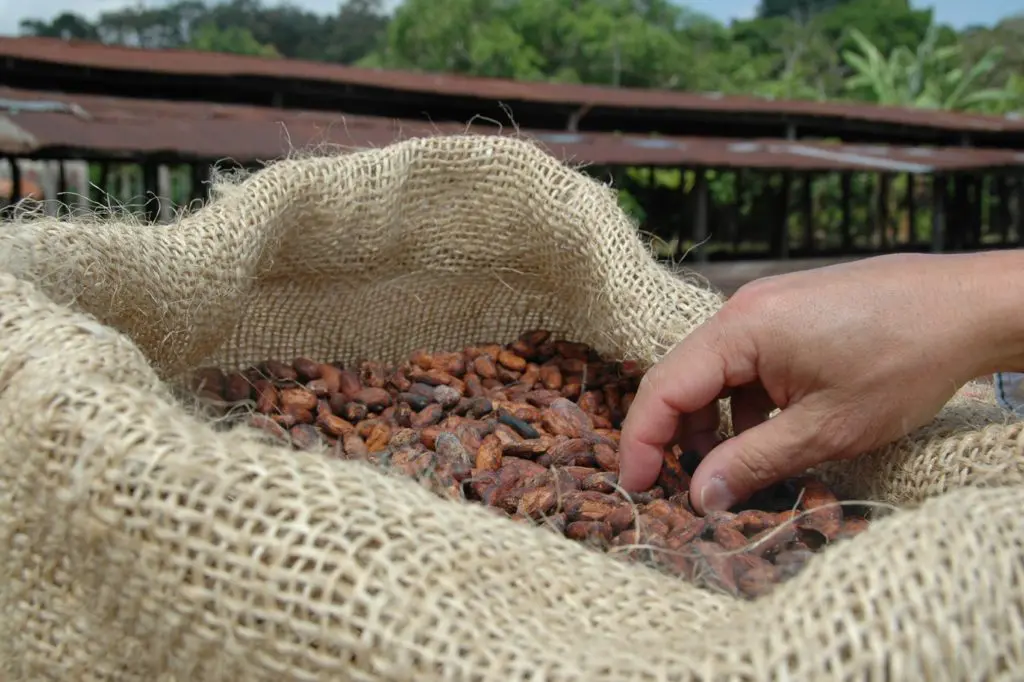 After fermenting, the seeds, better known as cocoa beans, are dried in the hot sun for many days before being shipped to chocolate factories.